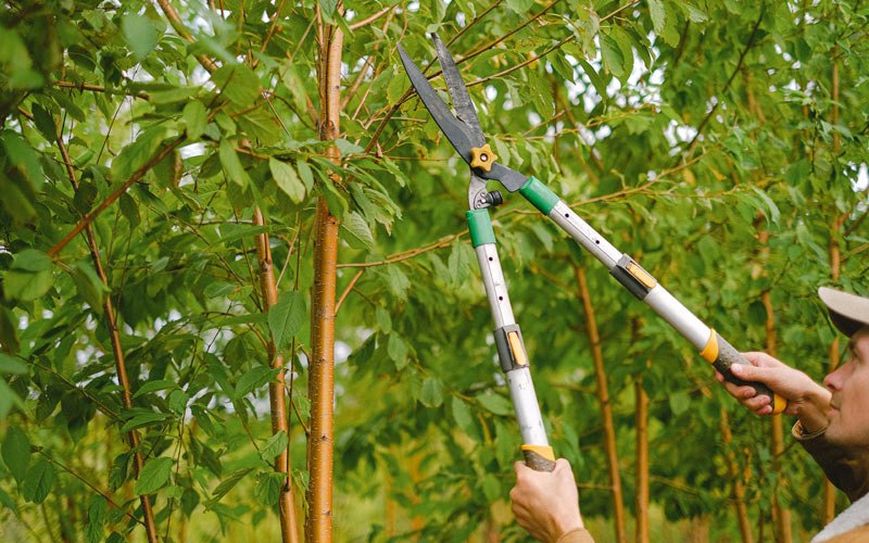 Tree trimming in Hazleton, IN