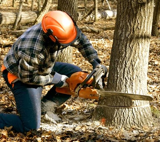 Tree Removal in Hazleton, IN